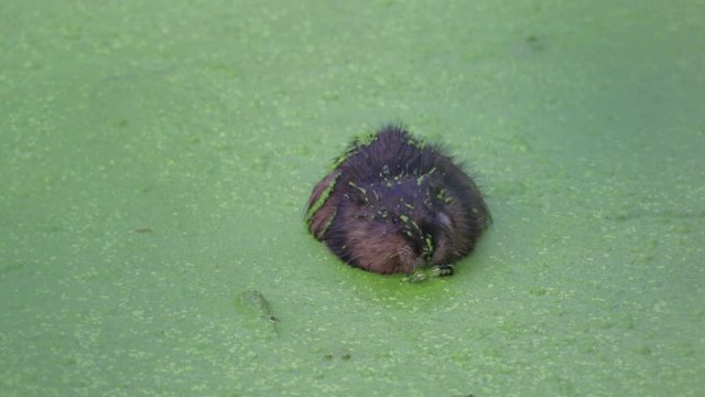 Muskrat, Ondatra zibethicus, covered in green duckweed also enjoys a meal of it eating voraciously turning, cute and gross
