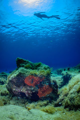 a scuba diver swims over a Mediterranean seabed