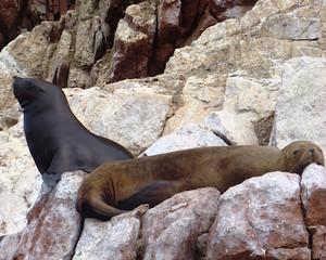 A wet and a dry South American fur seal (Arctocephalus australis) at Islas Ballestas near Paracas, Peru