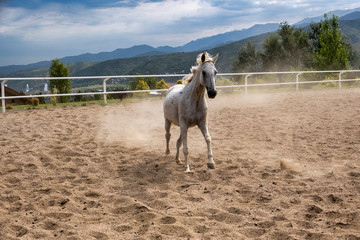 horse in the farm