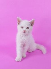 White cute kitten on pink background