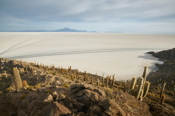 Captus and the Uyuni salar desert. South of Bolivia.