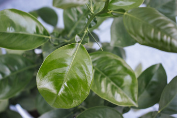 Big green leaf of the beautiful plant.