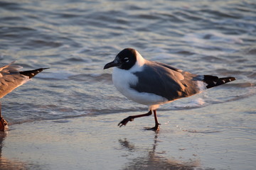 Seagull walking along shore