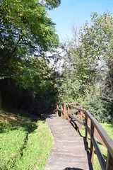 Fototapeta premium wooden bridge in the forest