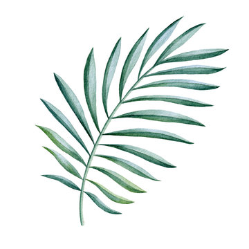 Exotic palm leaf watercolor illustration. Hand drawn botanical high quality jungle beautiful leaf. Green lush floral element isolated on white background. Elegant palm tree natural decoration