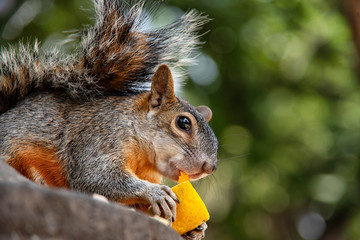 Closeup of a squirrel eating an orange fruit