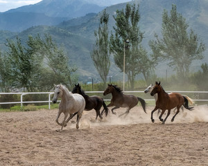 Fototapeta na wymiar horses on the mountain