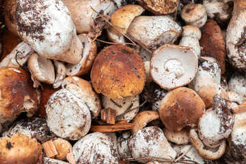 Raw mushrooms boletus edulis close up