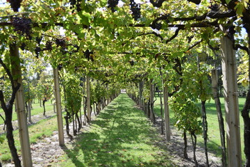 Fototapeta na wymiar rows of grapes