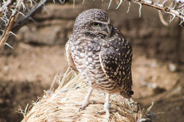 Owl