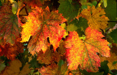 red leaves on vineyard in tuscany, Italy.