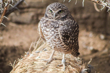 Owl