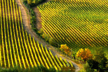 Fototapeta premium Spectacular rows of yellow vineyards in Chianti region during autumn season. Tuscany, Italy.