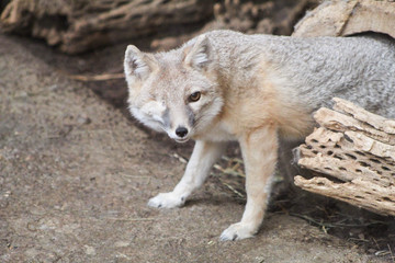 One-eyed fox