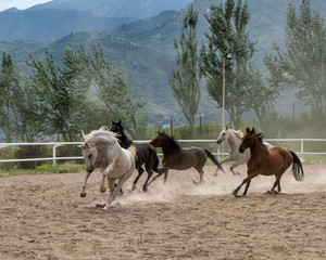Fototapeta na wymiar horse and foal on a farm