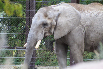Fototapeta premium close elephant