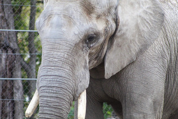 Fototapeta premium elephant