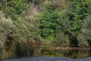 krajobraz rzeka las drzewa liście woda lato natura trawa zieleń 