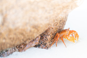 orange crab and stone on a tropical beach