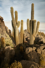 Captus and the Uyuni salar desert. South of Bolivia.