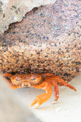 orange crab and stone on a tropical beach
