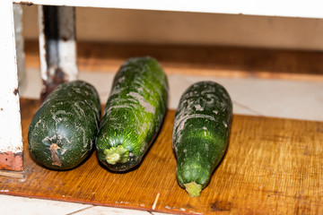 Three dirty homegrown garden zucchini vegetables under stove on wooden tile flore in Ukraine or Russia dacha country rustic home or cottage on farm