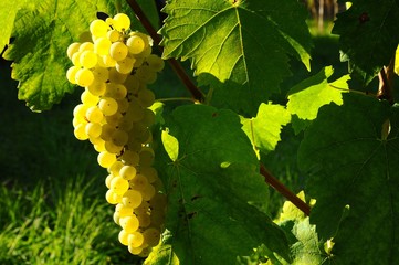 Bunch of white grapes in a vineyard in tuscany. Summer season. italy