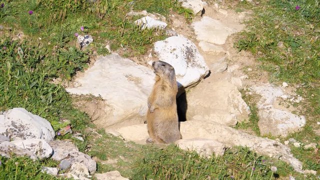 Wachsames Murmeltier (Marmota marmota) vor Murmeltierh&ouml;hle st&ouml;&szlig;t Warnrufe aus