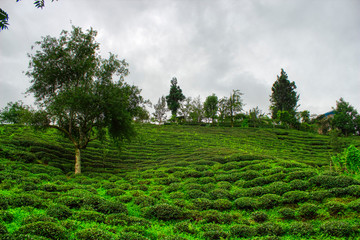 green tea plantation