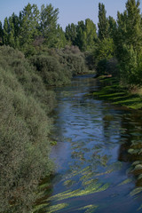 krajobraz rzeka las drzewa liście woda lato natura zieleń 