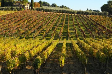 Spectacular rows of yellow vineyards in Chianti region during autumn season. Tuscany, Italy.