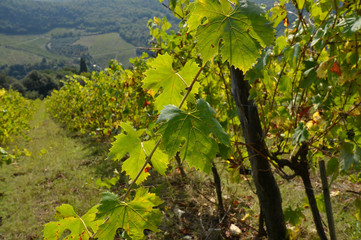 green vine leaves in Chianti region, Tuscany. Italy