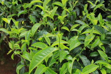 green leaves in the Tea garden, Ooty