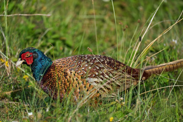 A pheasant bird stands on a meadow in the middle of field flowers and grass