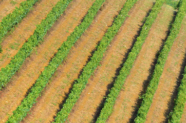 Green vineyard in Chianti region near Florence. Tuscany, Italy.