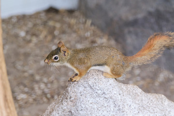 A rodents marmots chipmunks squirrel spotted on a tree trunk on hunting mood. Animal behavior themes. Focus on eye