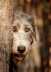 Irish Wolfhound. Ancient majestic breed. Head portrait. A large dog hidden behind a tree looking at the camera. Vertical format.