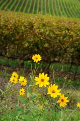 yellow flowers near a vineyard in chianti region, tuscany, italy.