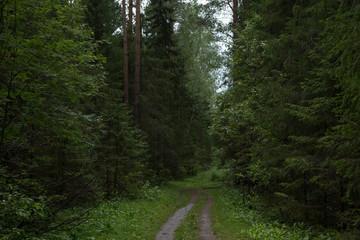 Fototapeta premium Road in the dark forest to holy springs near Svetloyar lake, Voskresenskoe Povetluzhye national park, Russia