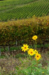 yellow flowers near a vineyard in chianti region, tuscany, italy.