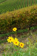 yellow flowers near a vineyard in chianti region, tuscany, italy.