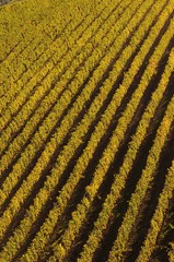 Beautiful rows of grapevines in Chianti region near Greve in Chianti (Florence). Tuscany, Italy. Autumn Season.