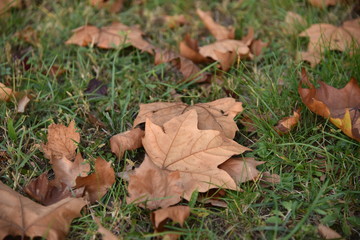 Autumn leaves in the grass