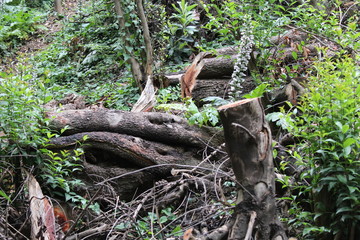 Arboles cortados en un bosque.
