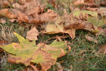 autumn leaves on the ground