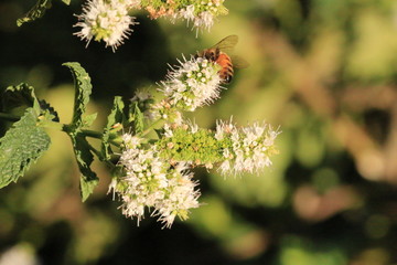 Bee on mint flower_4644