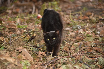 black cat on the ground