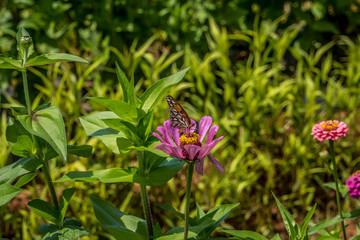 Butterfly on a zinnia flower