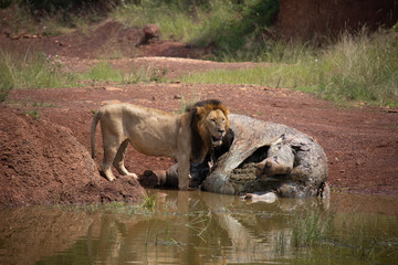 Male Lion Eating Dead Hippo in Kenya, Africa